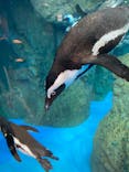 京都水族館に投稿された画像（2023/4/18）