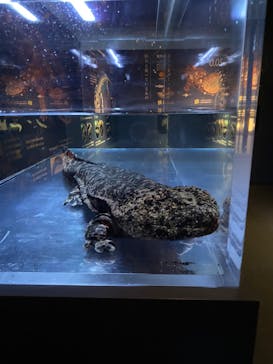 京都水族館に投稿された画像（2023/4/18）