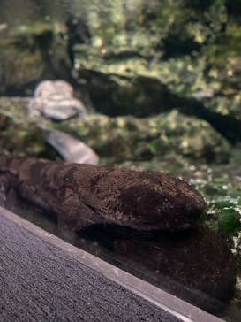 京都水族館に投稿された画像（2023/4/18）