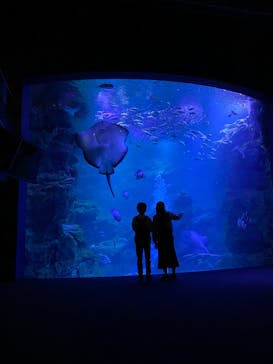 京都水族館に投稿された画像（2023/4/18）