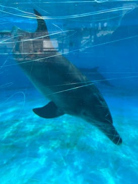 沖縄美ら海水族館に投稿された画像（2023/4/18）