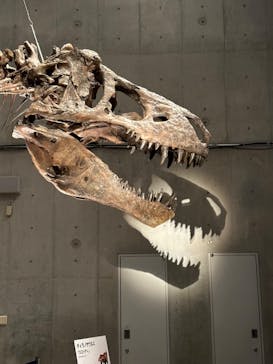 特別展「恐竜博2023」に投稿された画像（2023/4/18）