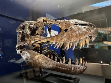 特別展「恐竜博2023」に投稿された画像（2023/4/18）