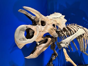 特別展「恐竜博2023」に投稿された画像（2023/4/18）