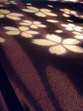 NAKED 桜の新宿御苑 2023に投稿された画像（2023/4/18）