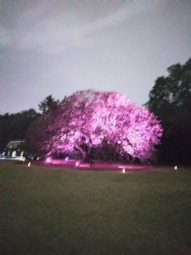 NAKED 桜の新宿御苑 2023に投稿された画像（2023/4/18）