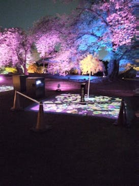 NAKED 桜の新宿御苑 2023に投稿された画像（2023/4/18）