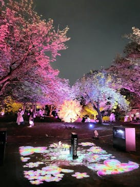 NAKED 桜の新宿御苑 2023に投稿された画像（2023/4/18）