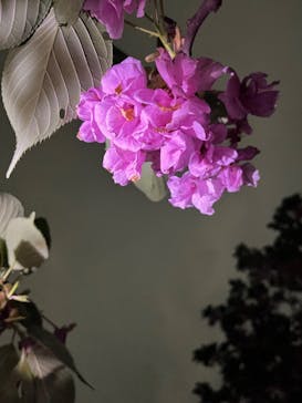 NAKED 桜の新宿御苑 2023に投稿された画像（2023/4/18）