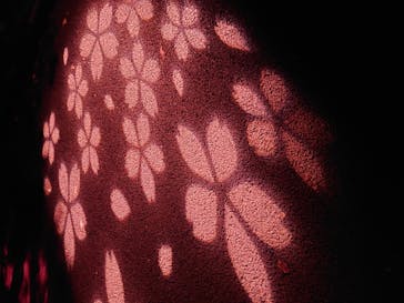 NAKED 桜の新宿御苑 2023に投稿された画像（2023/4/18）