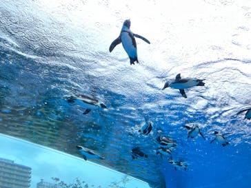 サンシャイン水族館に投稿された画像（2023/4/18）