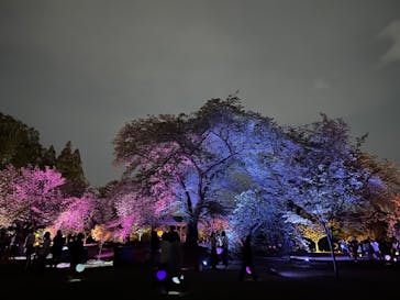 NAKED 桜の新宿御苑 2023に投稿された画像（2023/4/18）