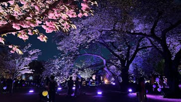 NAKED 桜の新宿御苑 2023に投稿された画像（2023/4/18）