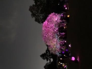 NAKED 桜の新宿御苑 2023に投稿された画像（2023/4/18）