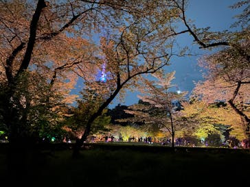 NAKED 桜の新宿御苑 2023に投稿された画像（2023/4/18）