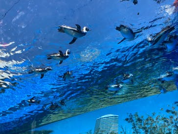 サンシャイン水族館に投稿された画像（2023/4/18）
