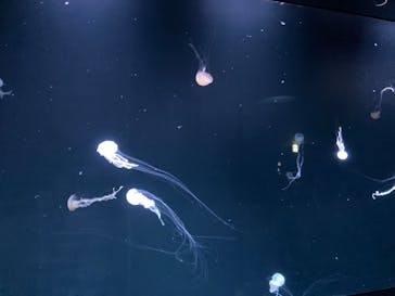 サンシャイン水族館に投稿された画像（2023/4/18）
