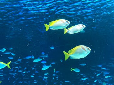 サンシャイン水族館に投稿された画像（2023/4/18）