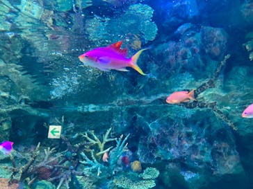 サンシャイン水族館に投稿された画像（2023/4/18）