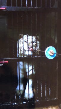 伊豆アニマルキングダムに投稿された画像（2023/4/18）