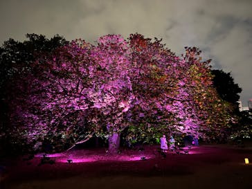 NAKED 桜の新宿御苑 2023に投稿された画像（2023/4/18）