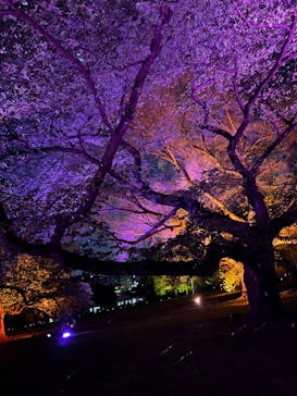 NAKED 桜の新宿御苑 2023に投稿された画像（2023/4/19）