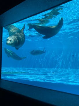 鴨川シーワールドに投稿された画像（2023/4/19）