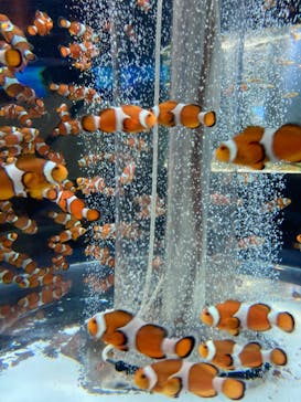 鴨川シーワールドに投稿された画像（2023/4/19）