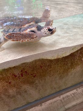 鴨川シーワールドに投稿された画像（2023/4/19）