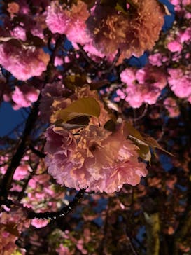『NAKED FLOWERS 2023 桜 世界遺産・二条城』に投稿された画像（2023/4/19）