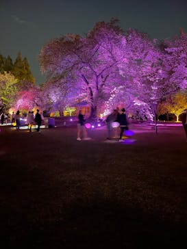 NAKED 桜の新宿御苑 2023に投稿された画像（2023/4/19）