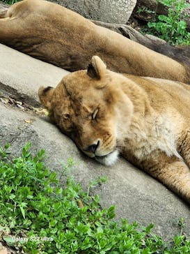 到津の森公園に投稿された画像（2023/4/19）