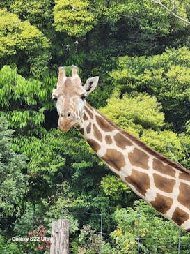 到津の森公園に投稿された画像（2023/4/19）