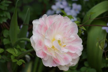 横浜イングリッシュガーデンに投稿された画像（2023/4/19）