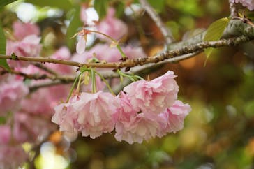 横浜イングリッシュガーデンに投稿された画像（2023/4/19）