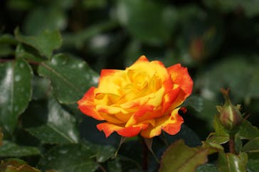 横浜イングリッシュガーデンに投稿された画像（2023/4/19）