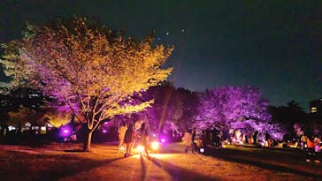 NAKED 桜の新宿御苑 2023に投稿された画像（2023/4/19）