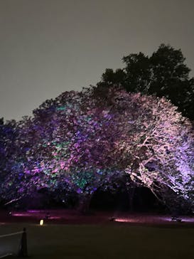 NAKED 桜の新宿御苑 2023に投稿された画像（2023/4/19）