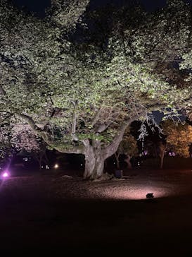 NAKED 桜の新宿御苑 2023に投稿された画像（2023/4/19）