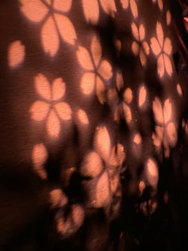 NAKED 桜の新宿御苑 2023に投稿された画像（2023/4/19）