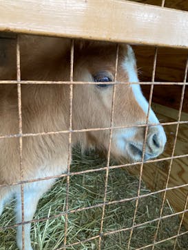 ワールド牧場に投稿された画像（2023/4/19）