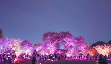 NAKED 桜の新宿御苑 2023に投稿された画像（2023/4/19）