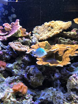 横浜開運水族館 フォーチュンアクアリウムに投稿された画像（2023/4/19）