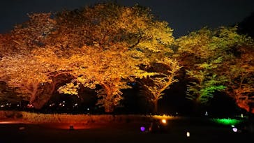 NAKED 桜の新宿御苑 2023に投稿された画像（2023/4/19）