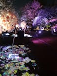 NAKED 桜の新宿御苑 2023に投稿された画像（2023/4/20）