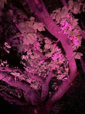 NAKED 桜の新宿御苑 2023に投稿された画像（2023/4/19）