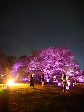 NAKED 桜の新宿御苑 2023に投稿された画像（2023/4/20）