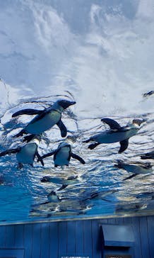 サンシャイン水族館に投稿された画像（2023/4/20）
