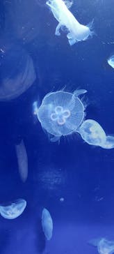 サンシャイン水族館に投稿された画像（2023/4/20）