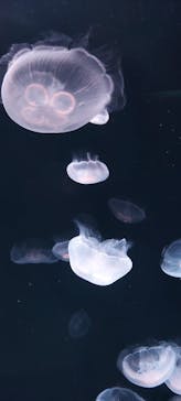 サンシャイン水族館に投稿された画像（2023/4/20）